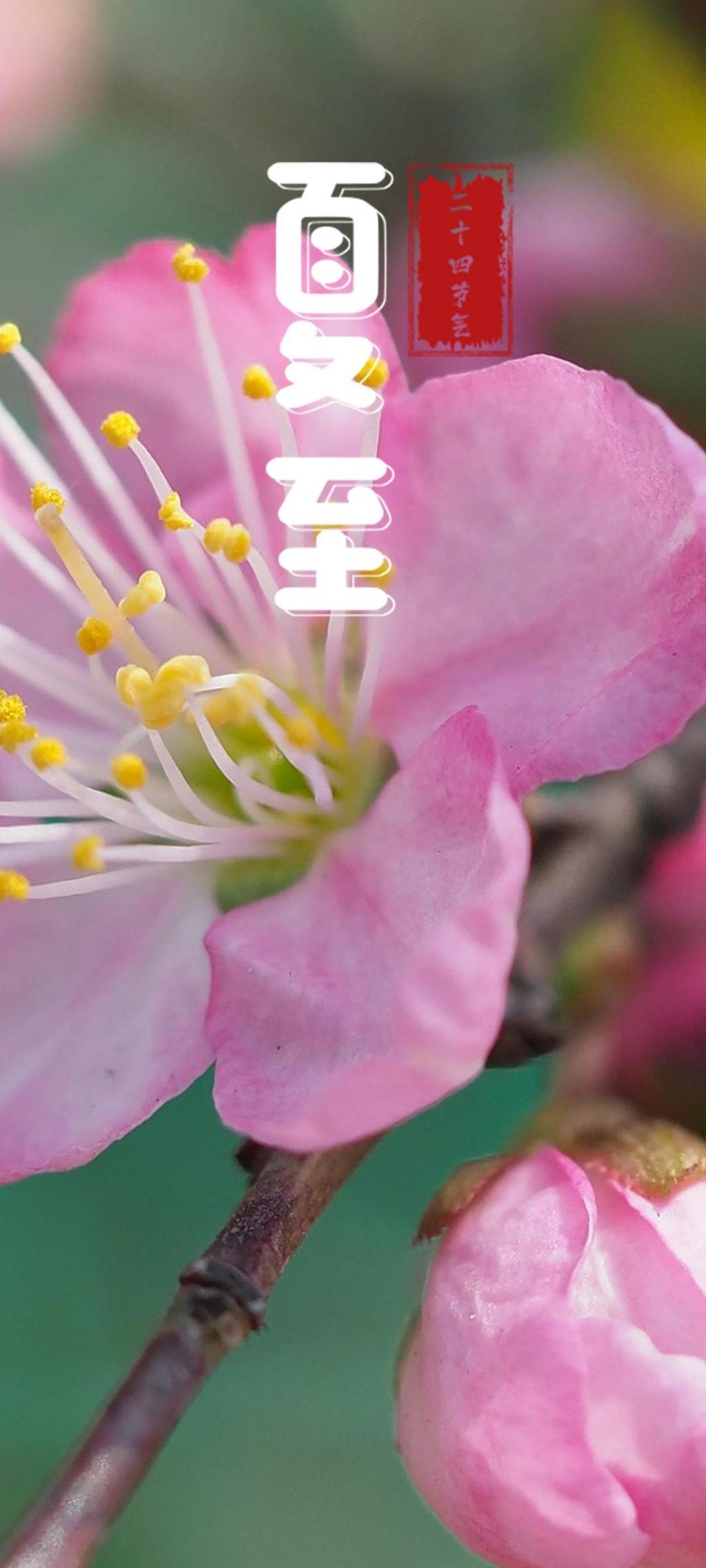 河北乐亭：春分时节鲜桃飘香